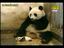 Pandab&auml;rbaby