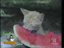 Katzen-Unf&auml;lle