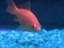 Goldfisch Tricks