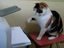 Katze vs. Drucker
