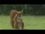 Eichh&ouml;rnchen Fu&szlig;ball