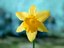 Kotzblume
