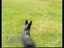 Der gehorsame Hund