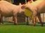 Schweinefu&szlig;ball: Deutschland vs. Serbien