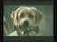 Lustige Tier Videos