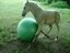 Pferd gegen Ball