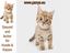 Was Hunde und Katzen &uuml;ber Ihre Menschen denken