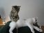 Katzen Massage