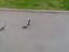 Die V&ouml;gel