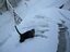 Katze im Schnee hat es schwer