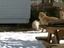 Drei lustiche Hunde im Schnee