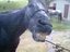 Pferd trinkt