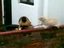 Mobbing-Katze