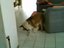 Kund und Katze spielen mit Schnur