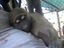Lachender Affe
