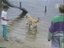 Hund am Strand