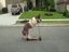 Hund f&auml;hrt Kickboard