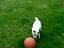 Hund und Ball