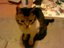 Katze spielt toter Mann