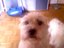 Hund sagt hallo