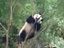 Rollender Panda