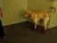 Hund hasst Hundeschuhe