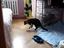 M&uuml;de Katze springt