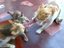 Katzen streiten sich ums Fleisch