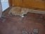 Katze mit Zigarette wird stinksauer