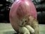 Katze im Hamsterball