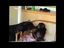 Rottweiler und Schimpanse spielen