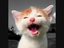 Lachende Katzen