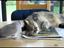 Taube &auml;rgert Katze