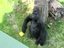 Gorilla mit Kamera