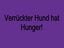 Verr&uuml;ckter Hund hat Hunger
