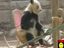 Pandab&auml;r im Schaukelstuhl
