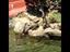 Otter jagen Schmetterlinge