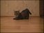Katze wartet auf Startschuss