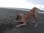 Dogge hat Angst vor Wasser