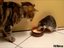 Wie Maus und Katze