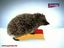 Igel liebt Schwamm
