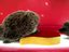 Igel-Orgie