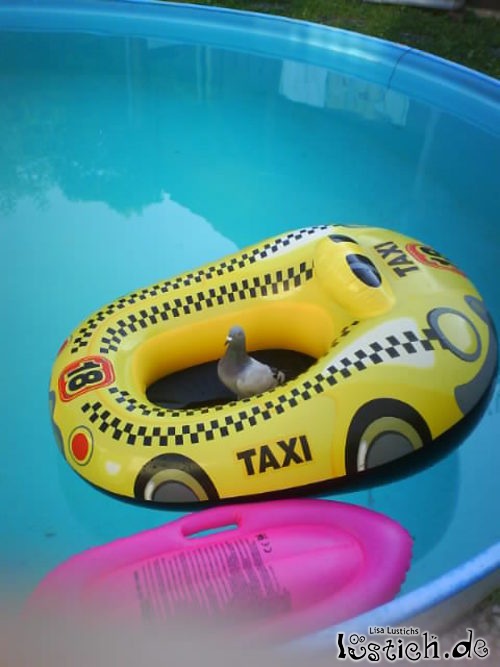 Taube im Taxi Taube im Taxi