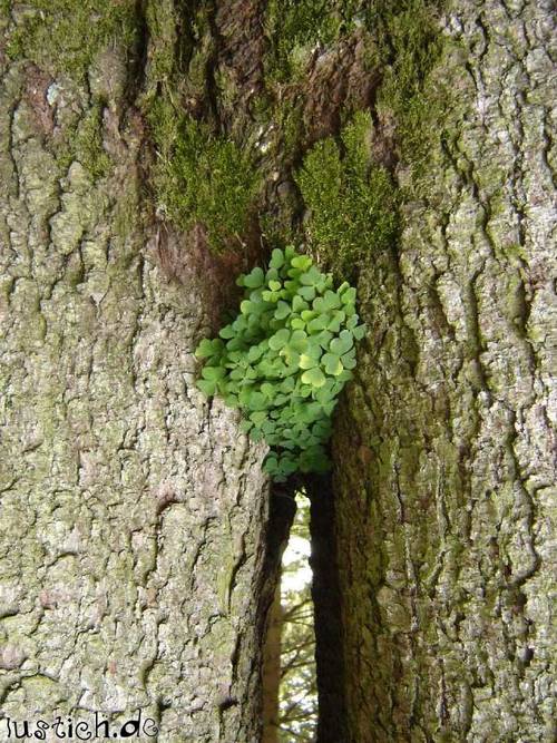 Muschi-Baum Bild - lustich.de