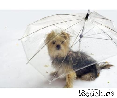 Regenschirm für Hunde Bild lustich.de