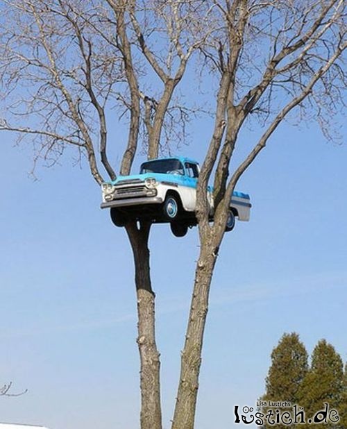 Baum Auf Auto