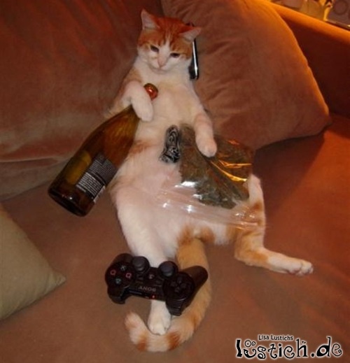 Sofa-Katze Sofa-Katze