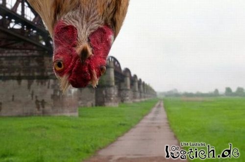 Huhu Bilder Huhu Bilder
