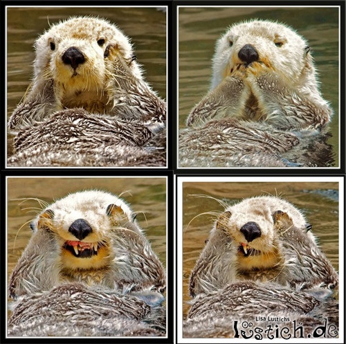 Ein Otter ist entsetzt