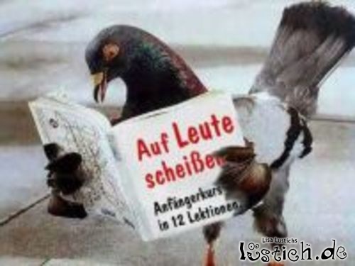 Taube bildet sich fort Taube bildet sich fort